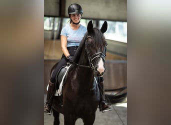 Belgian Warmblood, Mare, 4 years, 16 hh, Black