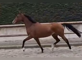 Belgian Warmblood, Mare, 4 years, 16 hh, Brown