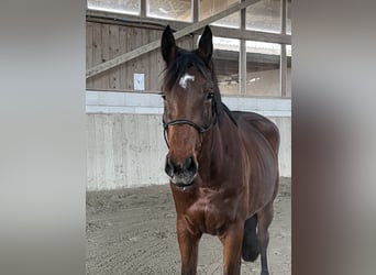 Belgian Warmblood, Mare, 4 years, 16 hh, Brown