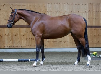 Belgian Warmblood, Mare, 4 years, 16 hh, Brown