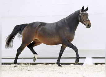 Belgian Warmblood, Mare, 4 years, 16 hh, Brown