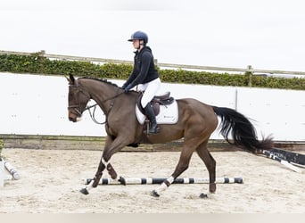 Belgian Warmblood, Mare, 4 years, 16 hh, Brown