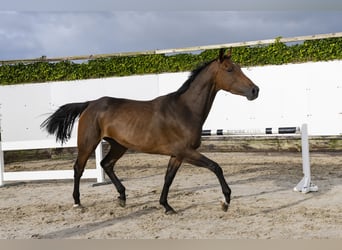 Belgian Warmblood, Mare, 4 years, 16 hh, Brown