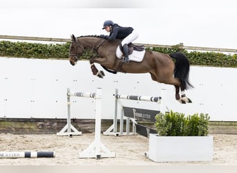 Belgian Warmblood, Mare, 4 years, 16 hh, Brown