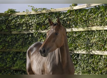 Belgian Warmblood, Mare, 4 years, 16 hh, Brown