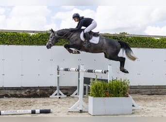 Belgian Warmblood, Mare, 4 years, 16 hh, Grey