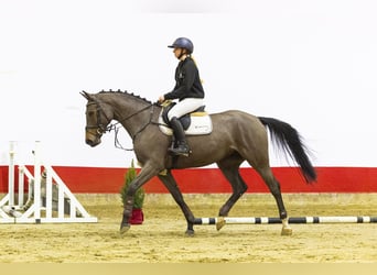 Belgian Warmblood, Mare, 4 years, 16,1 hh, Brown