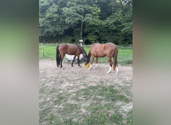 Belgian Warmblood, Mare, 4 years, 16,2 hh, Chestnut-Red