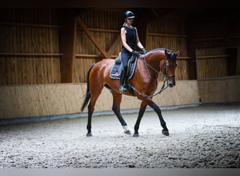 Belgian Warmblood, Mare, 4 years, 17,1 hh, Brown