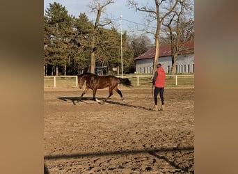 Belgian Warmblood, Mare, 4 years, 17 hh, Brown