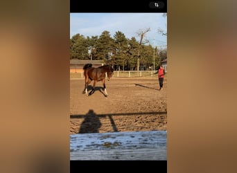 Belgian Warmblood, Mare, 4 years, 17 hh, Brown