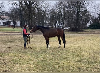 Belgian Warmblood, Mare, 4 years, 17 hh, Brown