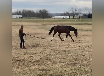 Belgian Warmblood, Mare, 4 years, 17 hh, Brown