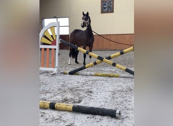 Belgian Warmblood, Mare, 4 years, 17 hh, Brown