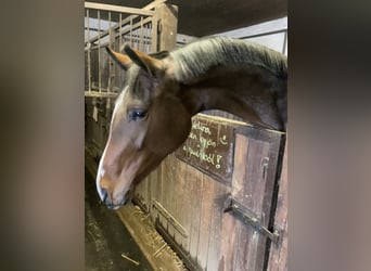 Belgian Warmblood, Mare, 4 years, 17 hh, Brown