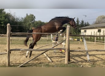 Belgian Warmblood, Mare, 4 years, 17 hh, Brown