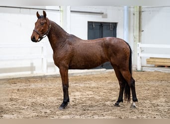 Belgian Warmblood, Mare, 5 years, 14,3 hh, Brown