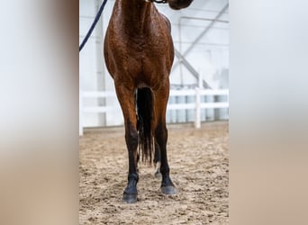 Belgian Warmblood, Mare, 5 years, 14,3 hh, Brown