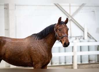 Belgian Warmblood, Mare, 5 years, 14,3 hh, Brown