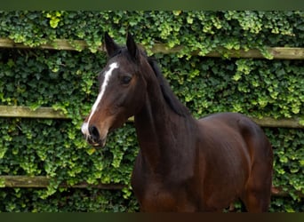 Belgian Warmblood, Mare, 5 years, 15,1 hh, Roan-Bay