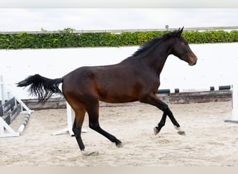 Belgian Warmblood, Mare, 5 years, 15,1 hh, Roan-Bay