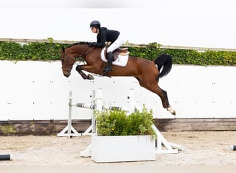 Belgian Warmblood, Mare, 5 years, 15,3 hh, Brown