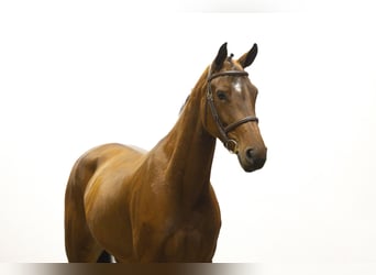 Belgian Warmblood, Mare, 5 years, 15,3 hh, Brown