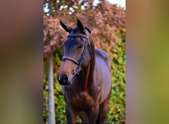 Belgian Warmblood, Mare, 5 years, 16.1 hh, Bay-Dark