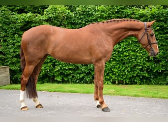 Belgian Warmblood, Mare, 5 years, 16.1 hh, Chestnut-Red