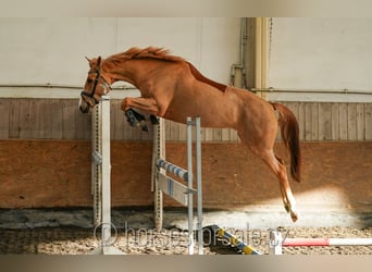 Belgian Warmblood, Mare, 5 years, 16.1 hh, Chestnut-Red