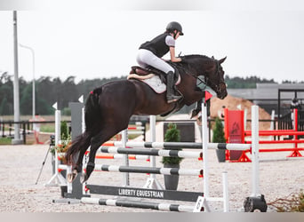 Belgian Warmblood, Mare, 5 years, 16.2 hh, Bay-Dark