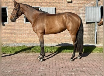 Belgisches Warmblut, Stute, 5 Jahre, 16,2 hh, Brauner