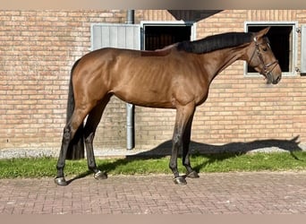 Belgisches Warmblut, Stute, 5 Jahre, 16,2 hh, Brauner