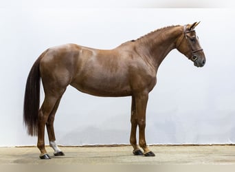 Belgian Warmblood, Mare, 5 years, 16.2 hh, Chestnut-Red