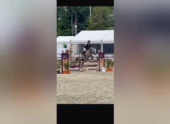 Belgian Warmblood, Mare, 5 years, 16.2 hh