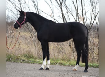 Belgian Warmblood, Mare, 5 years, 16 hh, Black