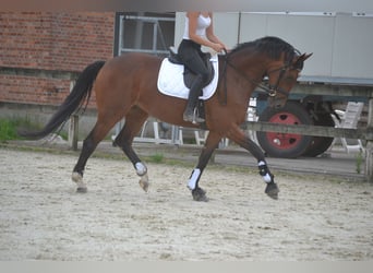 Belgian Warmblood, Mare, 5 years, 16 hh, Brown