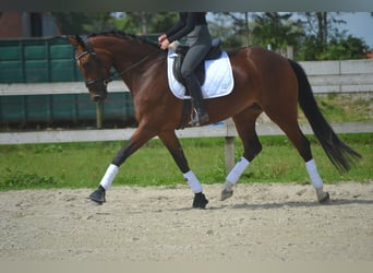 Belgian Warmblood, Mare, 5 years, 16 hh, Brown