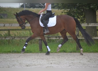 Belgian Warmblood, Mare, 5 years, 16 hh, Brown