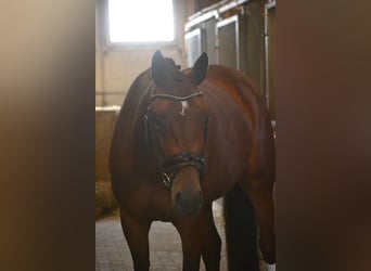 Belgian Warmblood, Mare, 5 years, 16 hh, Brown