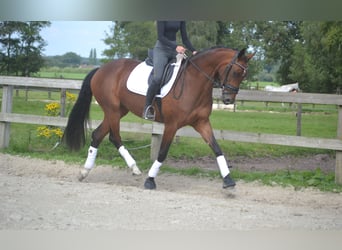 Belgian Warmblood, Mare, 5 years, 16 hh, Brown