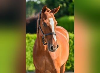 Belgian Warmblood, Mare, 5 years, 16 hh, Chestnut