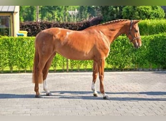 Belgian Warmblood, Mare, 5 years, 16 hh, Chestnut