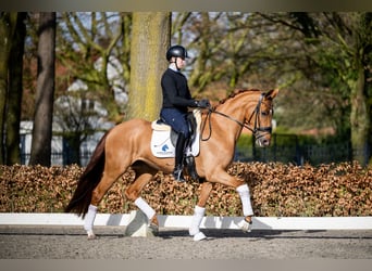 Belgian Warmblood, Mare, 5 years, 16 hh, Chestnut-Red