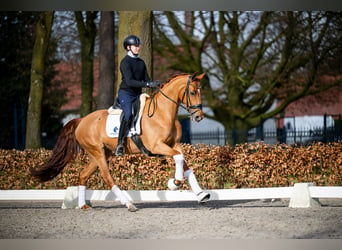 Belgian Warmblood, Mare, 5 years, 16 hh, Chestnut-Red