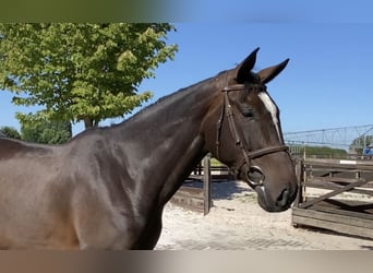 Belgian Warmblood, Mare, 5 years, 16,1 hh, Bay-Dark