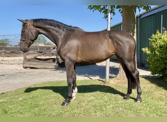 Belgian Warmblood, Mare, 5 years, 16,1 hh, Bay-Dark