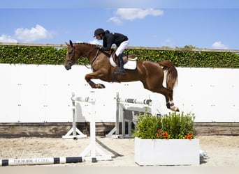Belgian Warmblood, Mare, 5 years, 16,1 hh, Chestnut-Red