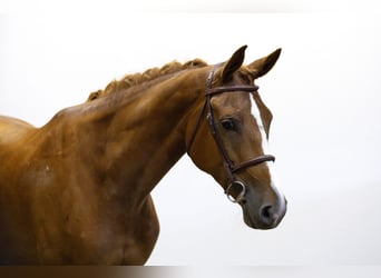 Belgian Warmblood, Mare, 5 years, 16,1 hh, Chestnut-Red