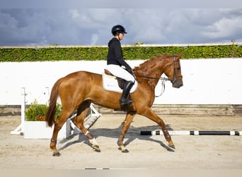 Belgian Warmblood, Mare, 5 years, 16,1 hh, Chestnut-Red